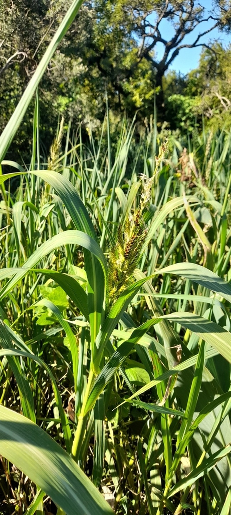Echinochloa spectabilis photo 5