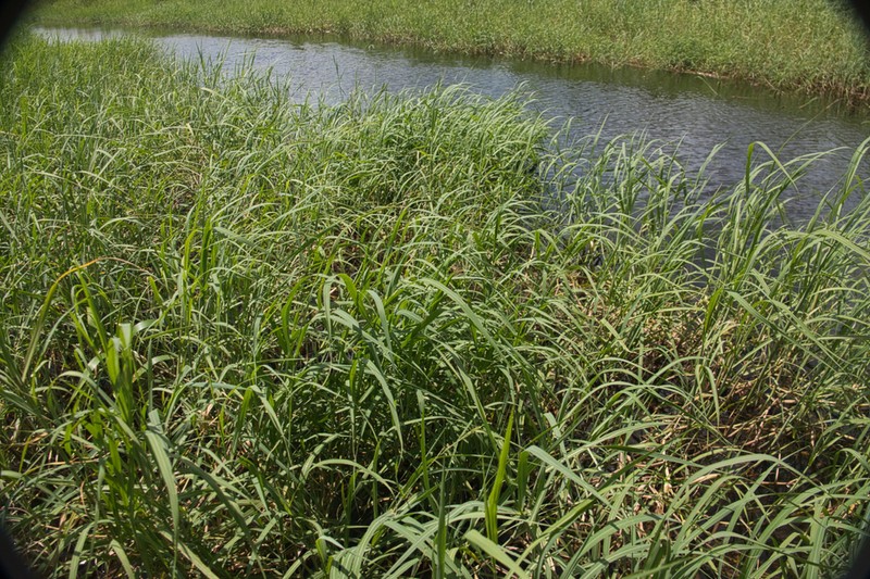 Echinochloa spectabilis photo 6
