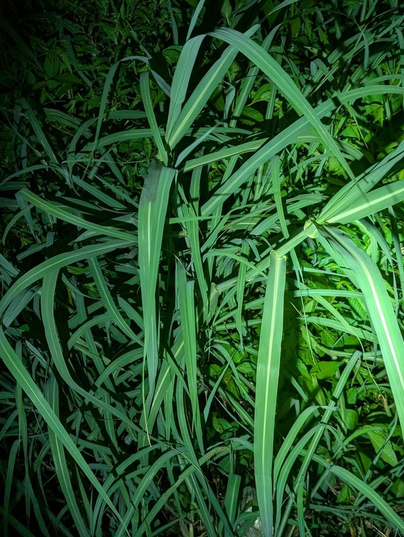 Echinochloa spectabilis photo 7