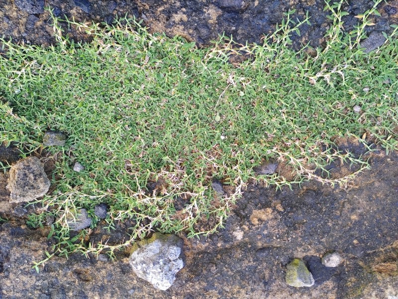 Echinochloa serpens