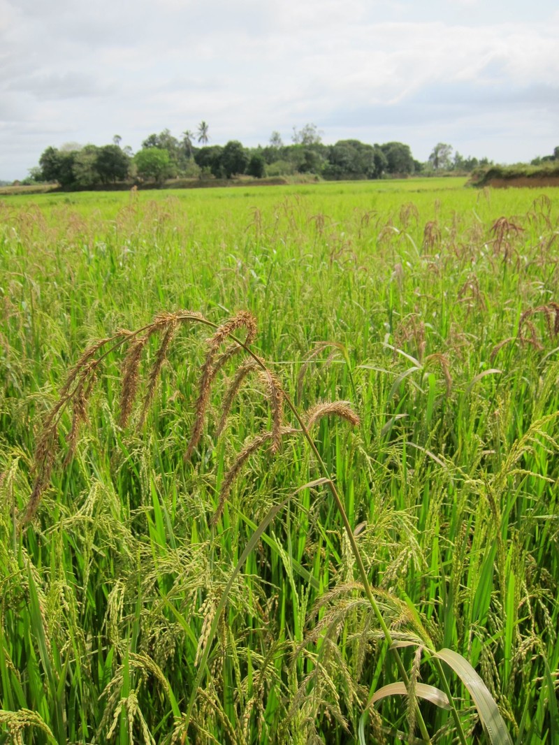 Hippo Grass photo 4