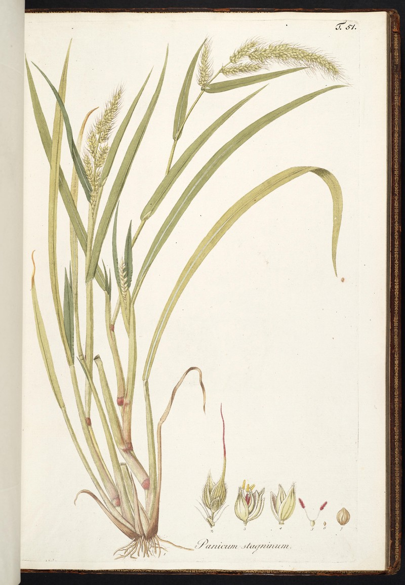 Hippo Grass photo 5