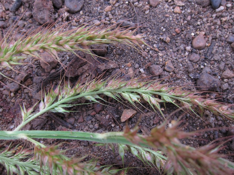 Hippo Grass photo 2