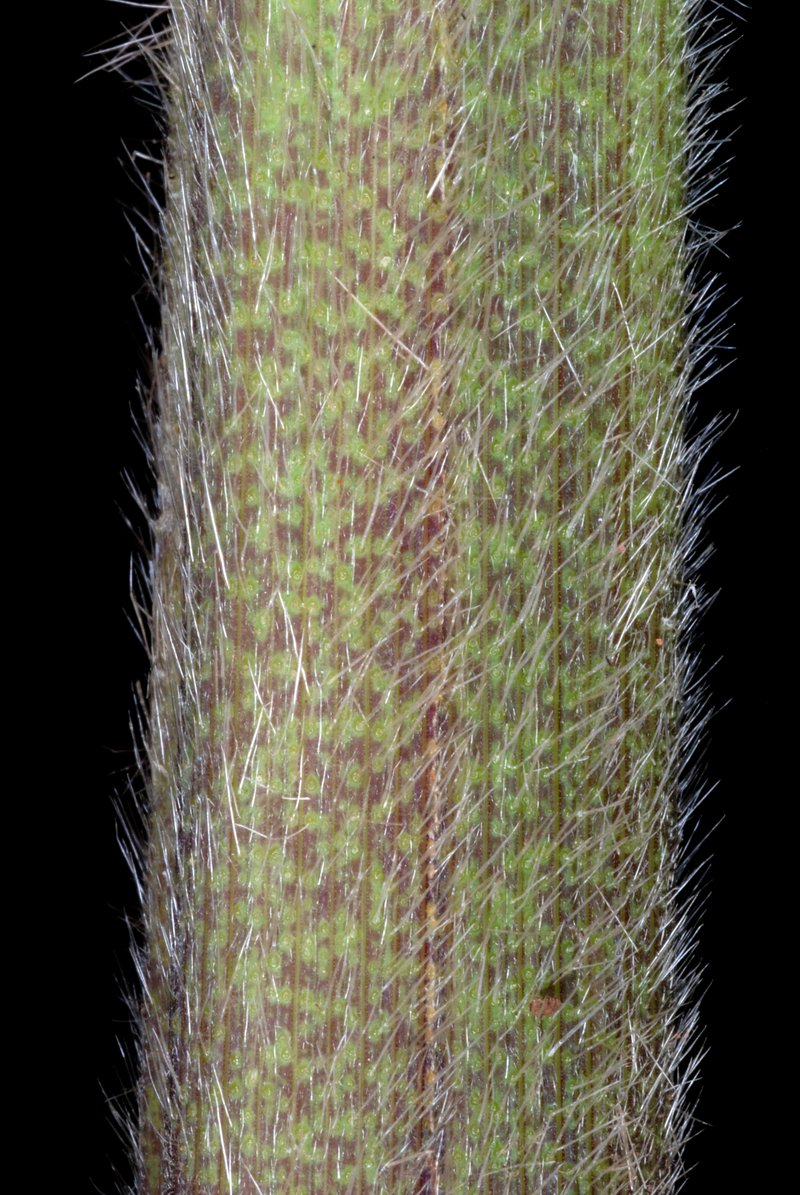 Coast Cockspur Grass