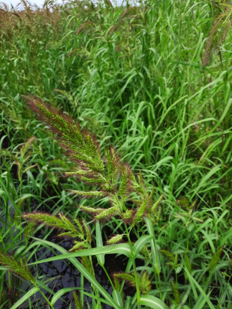 Coast Cockspur Grass