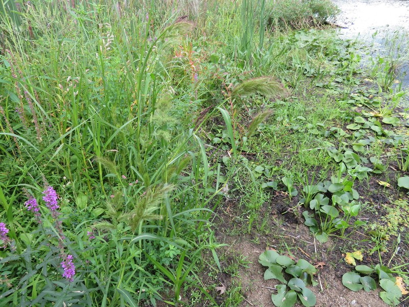 Coast Cockspur Grass photo 2