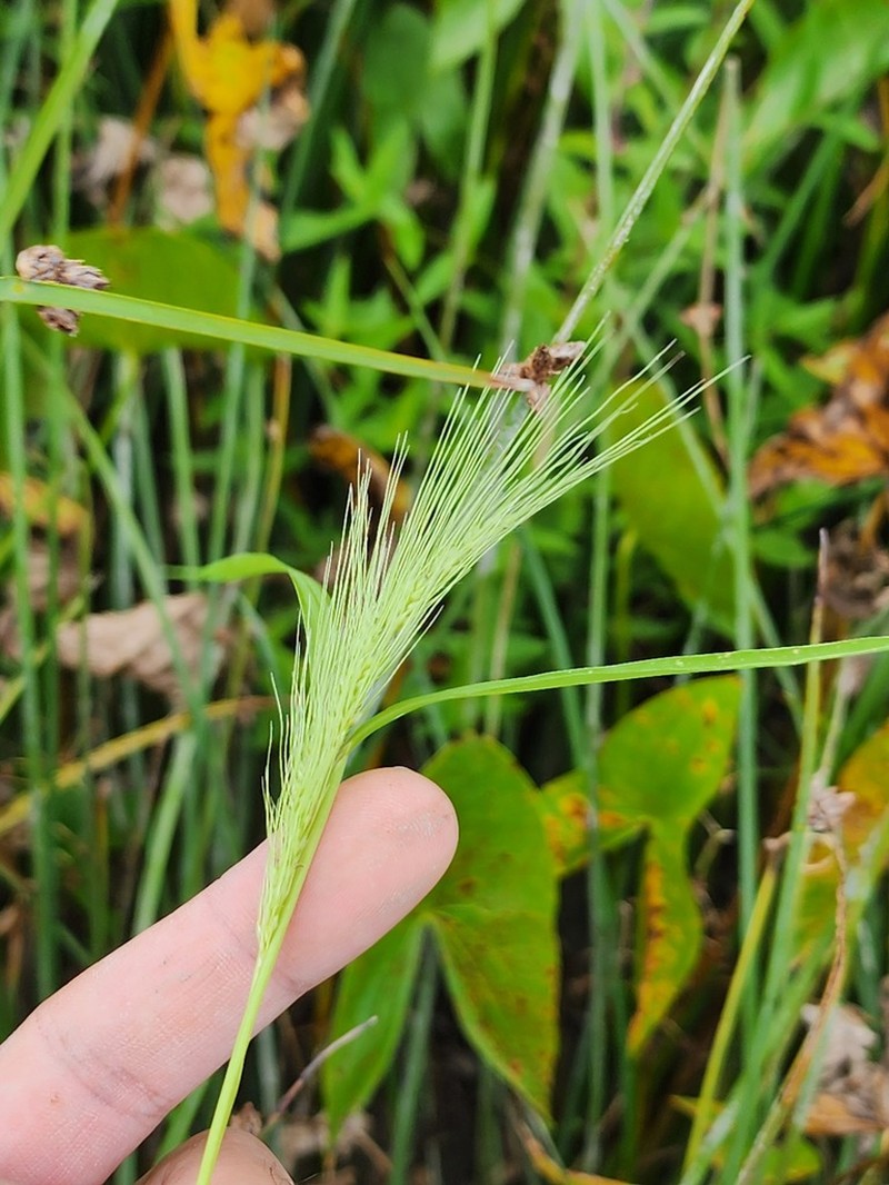 Coast Cockspur Grass photo 3