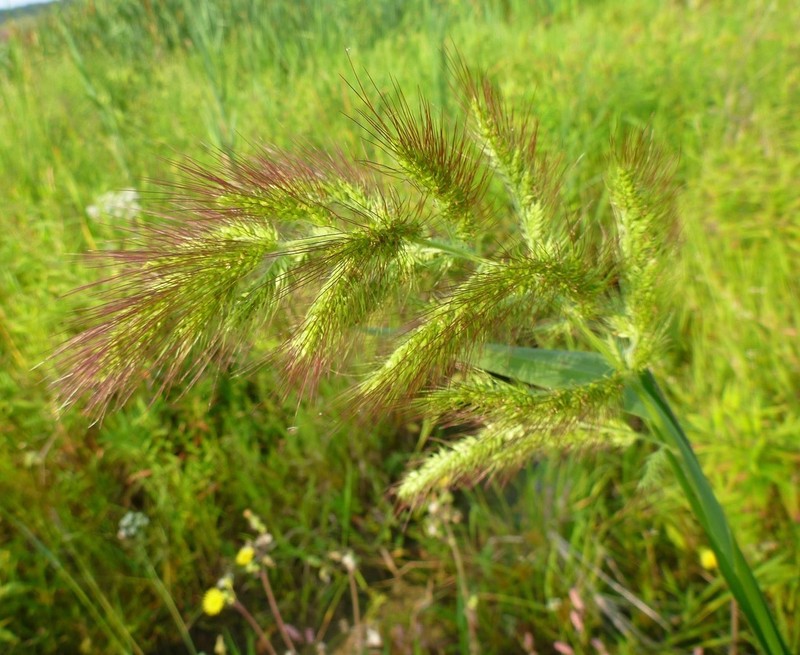 Coast Cockspur Grass photo 4