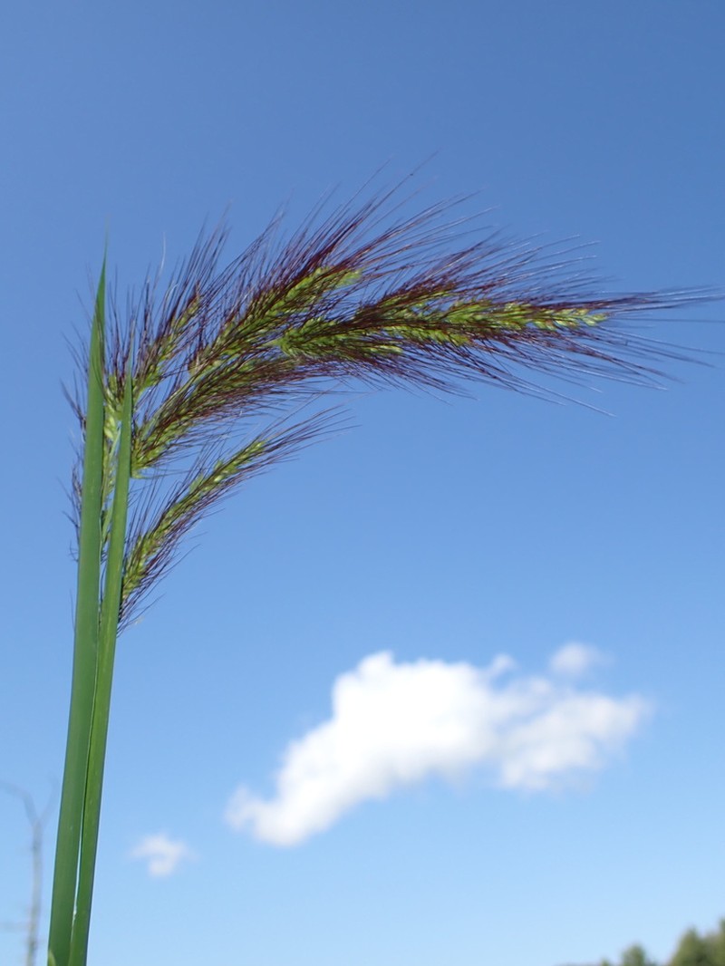 Coast Cockspur Grass photo 5