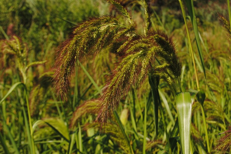 Coast Cockspur Grass photo 6