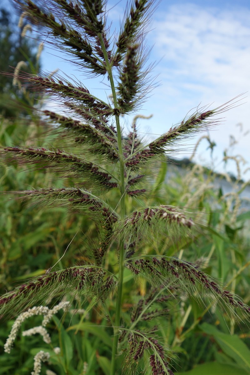 Coast Cockspur Grass photo 7