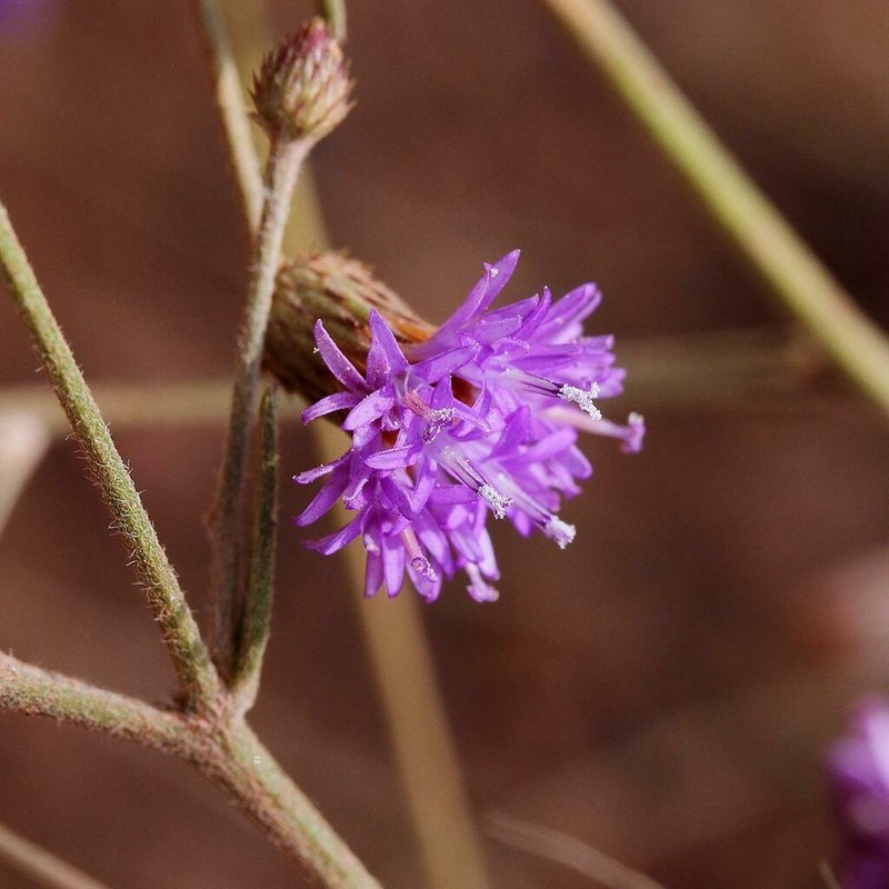 Echinocoryne holosericea