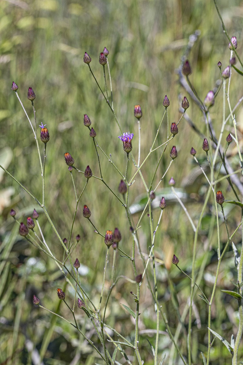 Echinocoryne holosericea photo 2