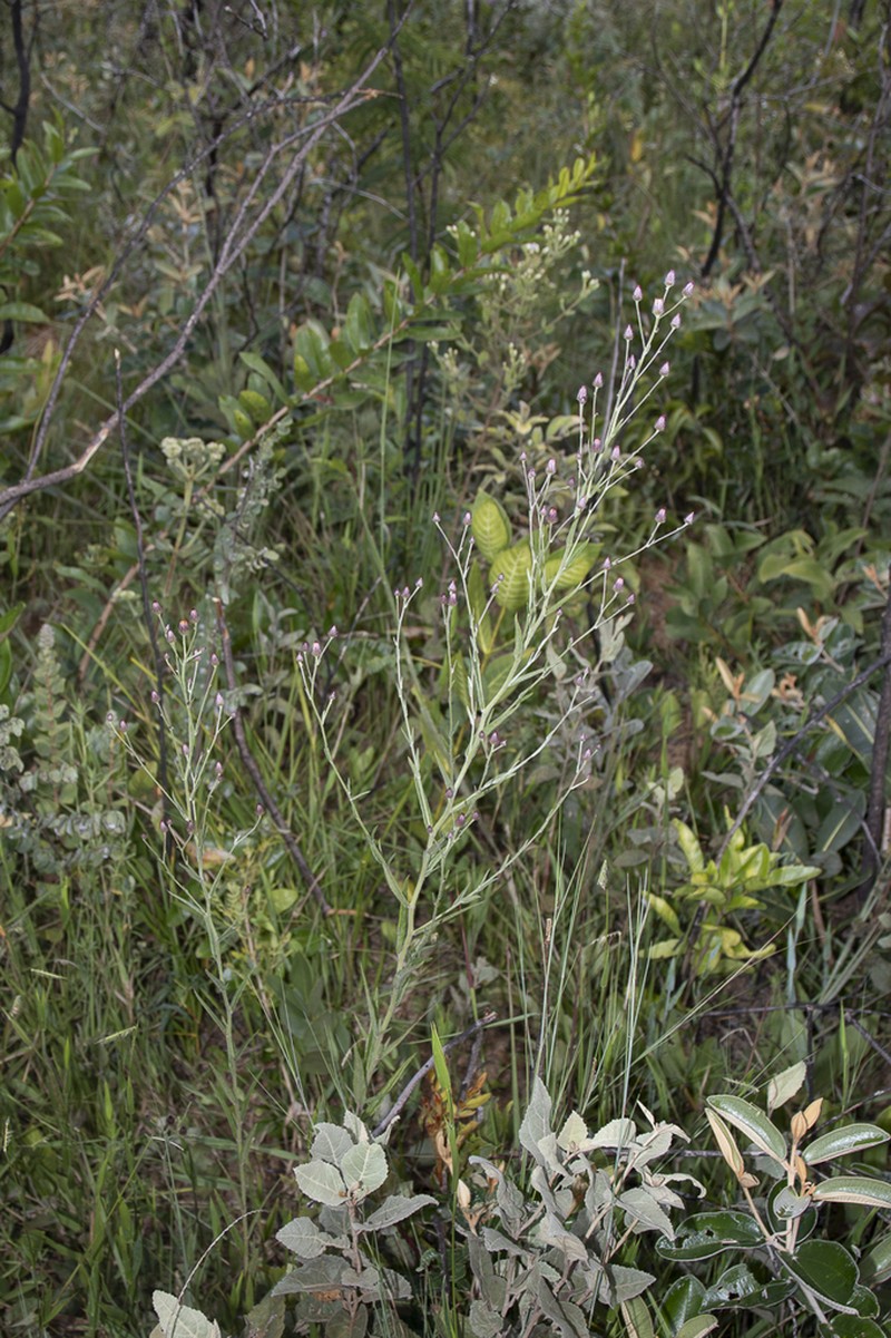 Echinocoryne holosericea photo 4