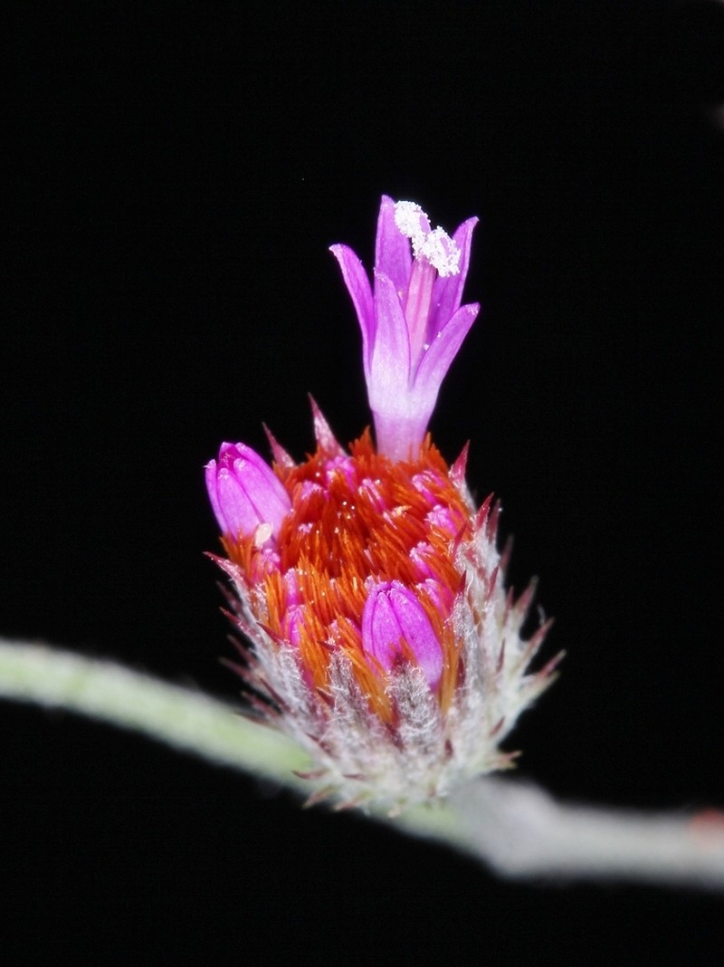 Echinocoryne holosericea photo 6