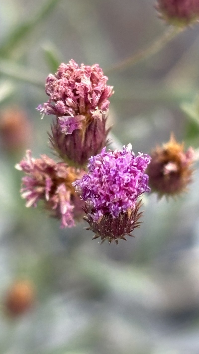 Echinocoryne pungens