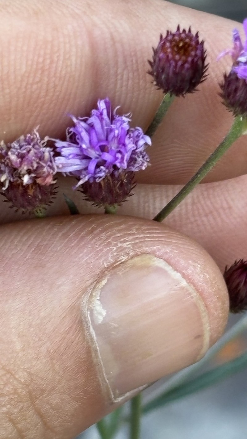 Echinocoryne pungens photo 2