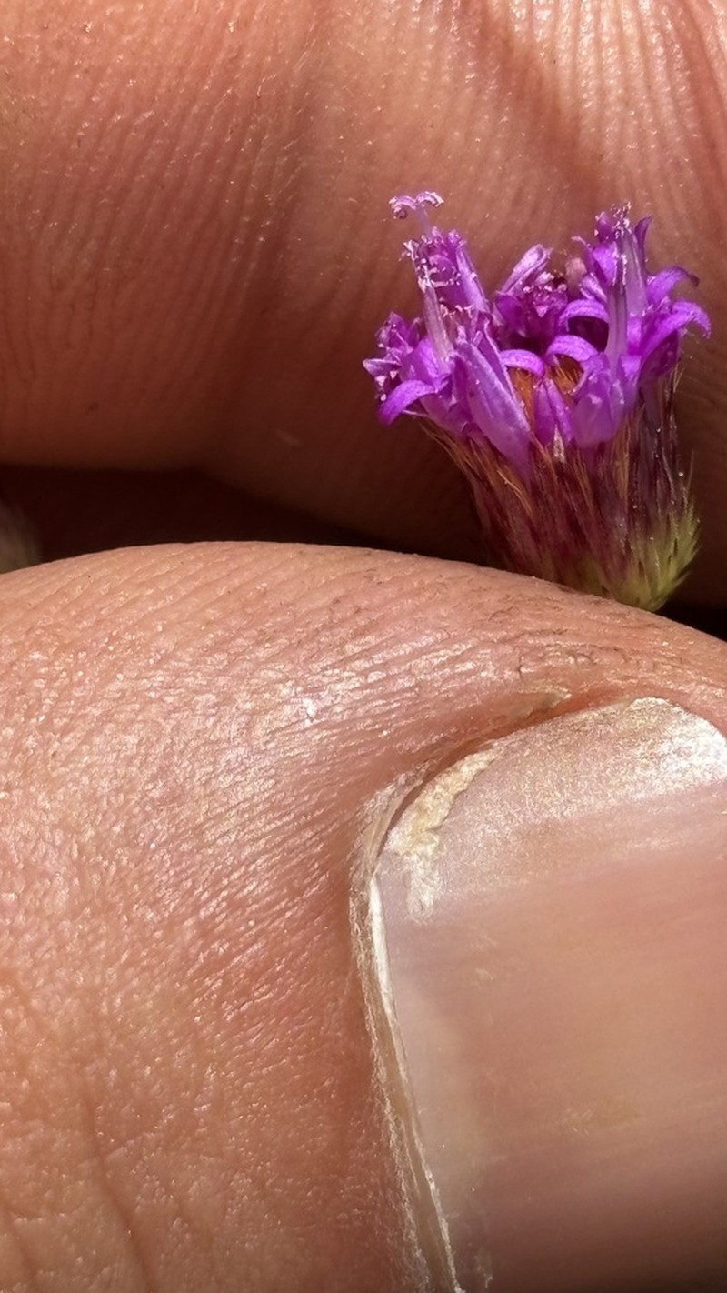 Echinocoryne pungens photo 3