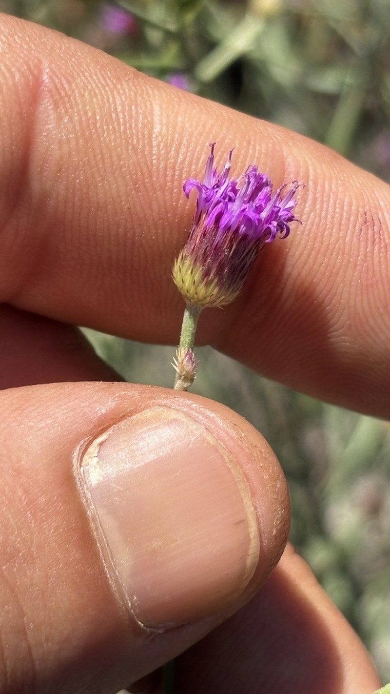 Echinocoryne pungens photo 4
