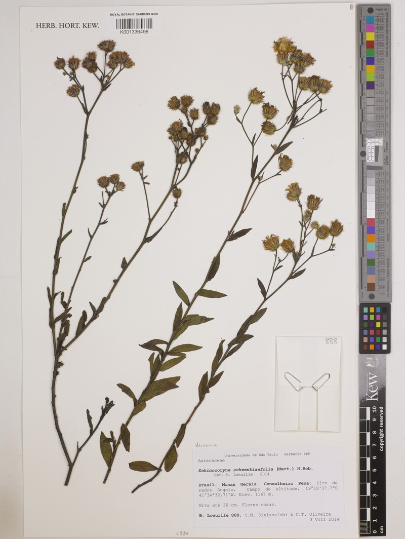 Echinocoryne schwenkiifolia