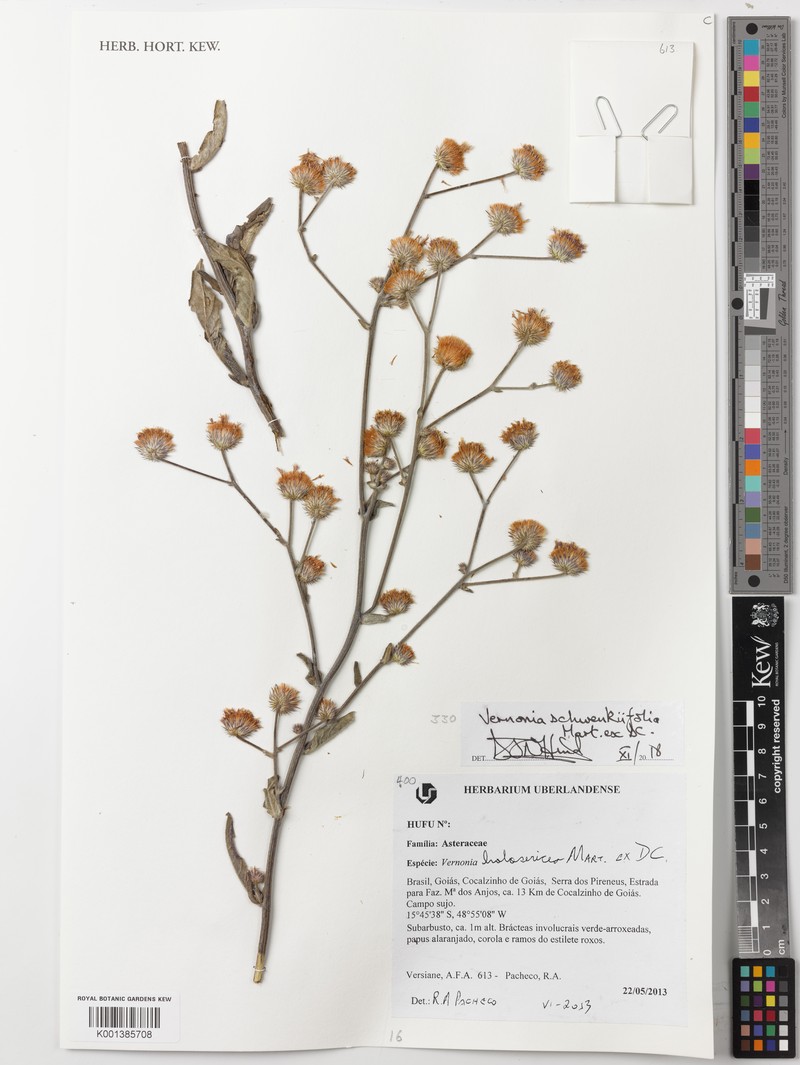 Echinocoryne schwenkiifolia photo 2