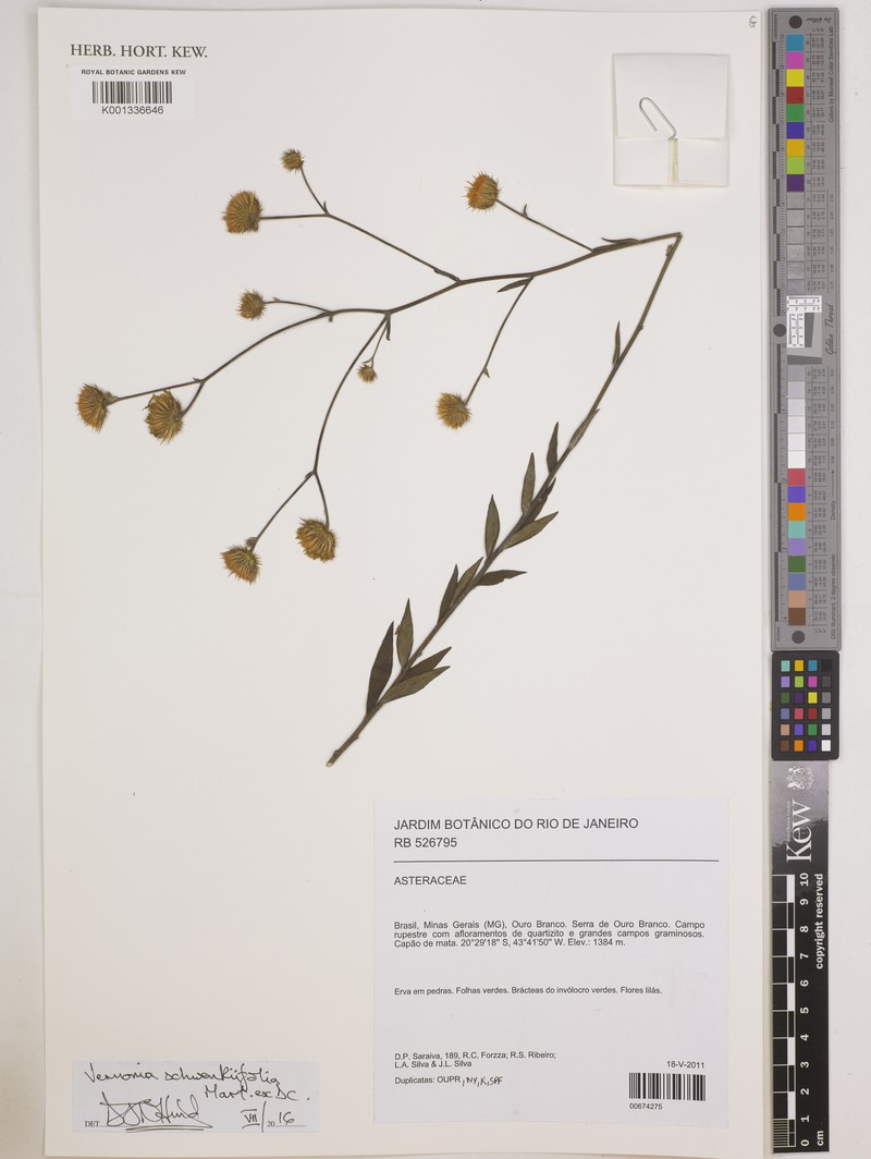 Echinocoryne schwenkiifolia photo 3
