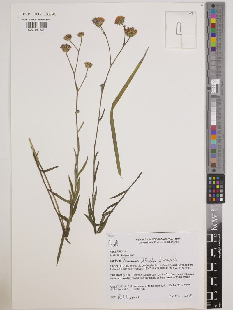 Echinocoryne stricta