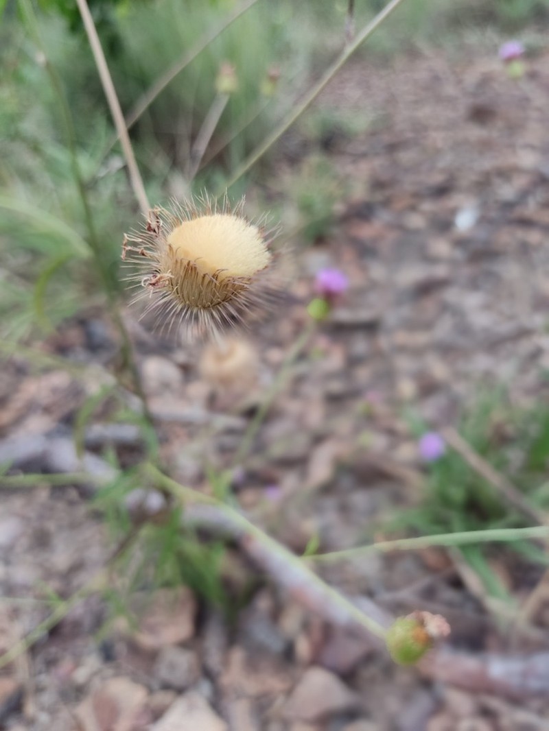 Echinocoryne subulata