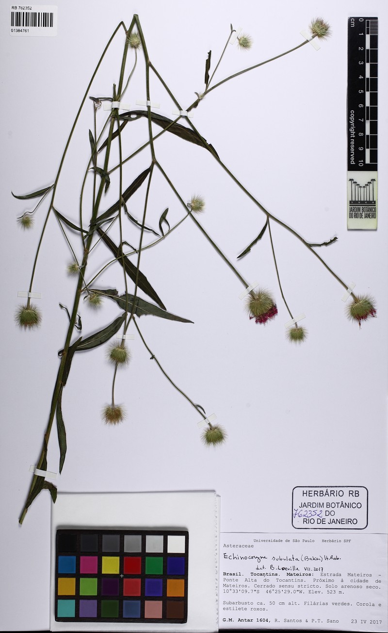 Echinocoryne subulata photo 2
