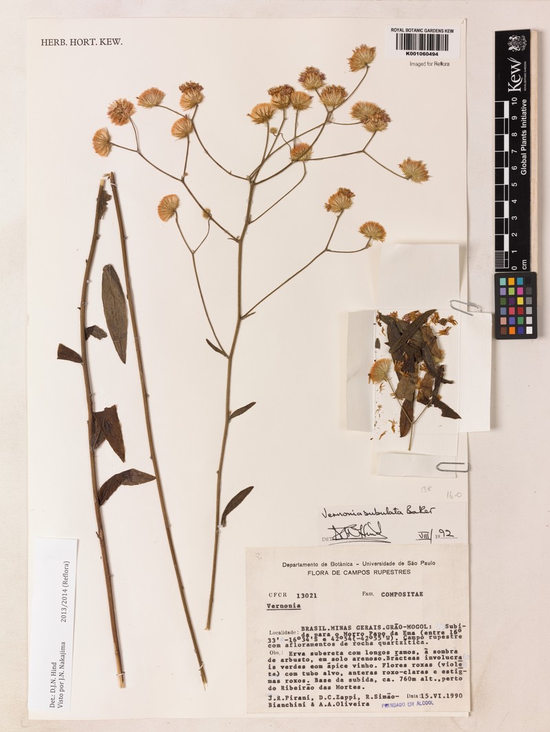 Echinocoryne subulata photo 3