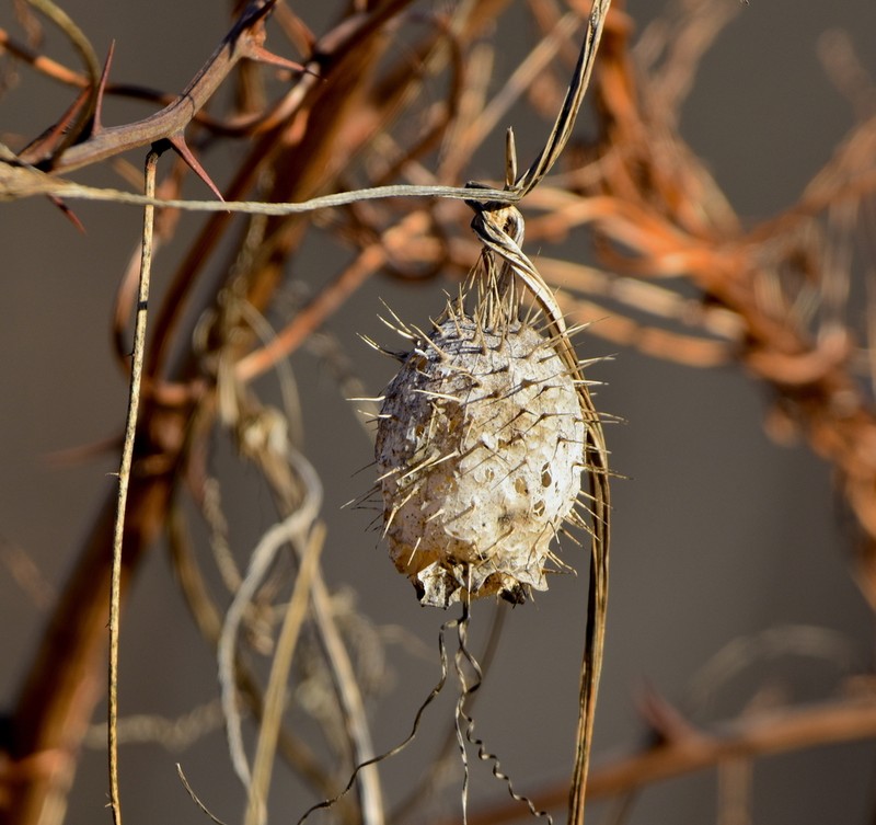 Wild Cucumber