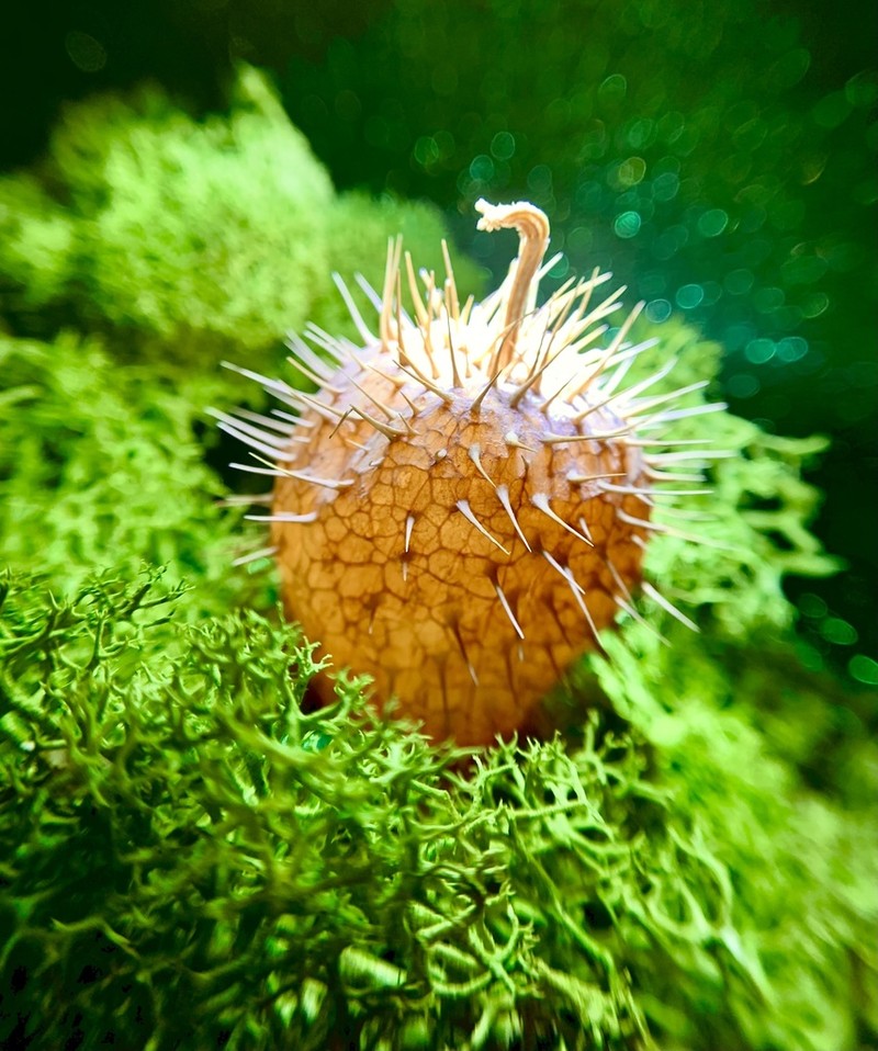 Wild Cucumber photo 2