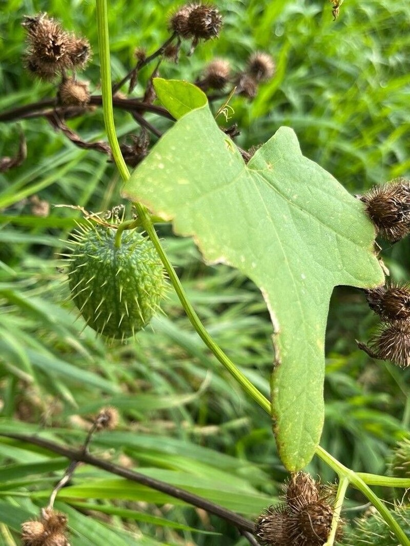 Wild Cucumber photo 3