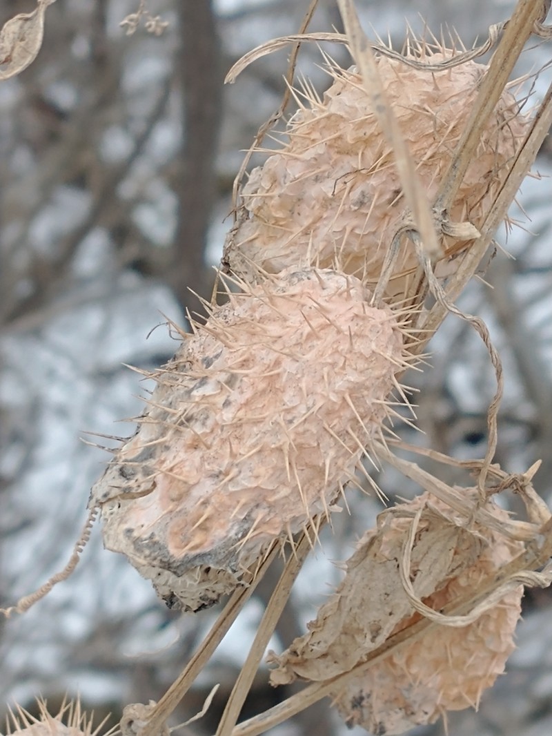 Wild Cucumber photo 4
