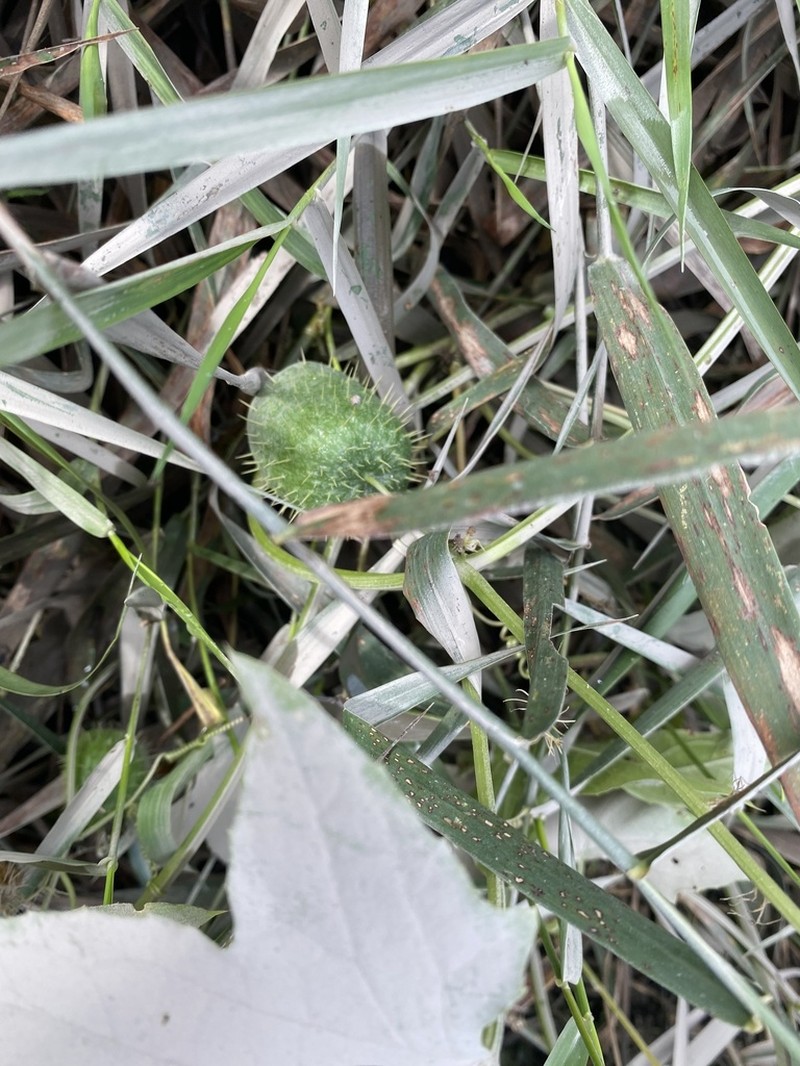 Wild Cucumber photo 5