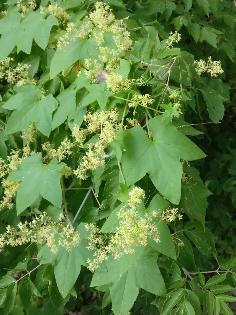 Wild Cucumber photo 6