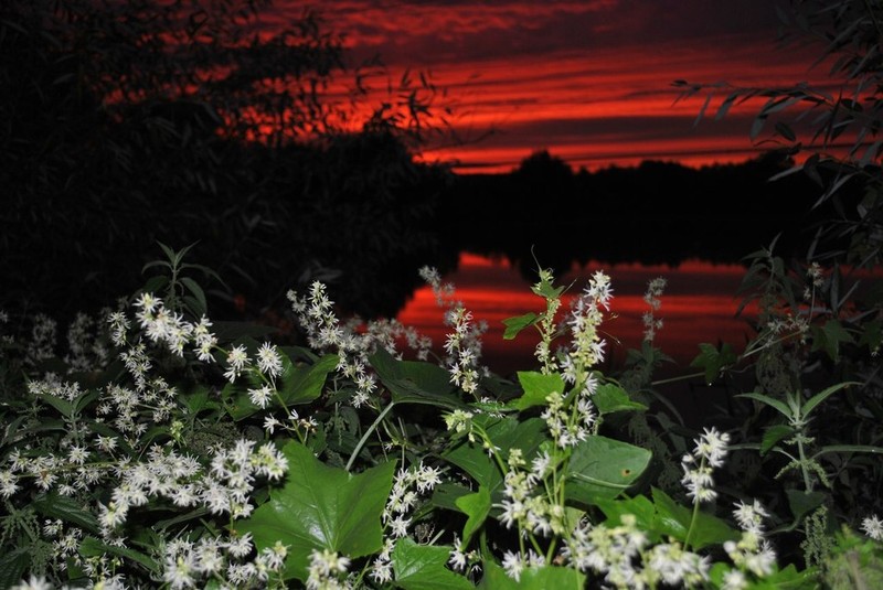 Wild Cucumber photo 7