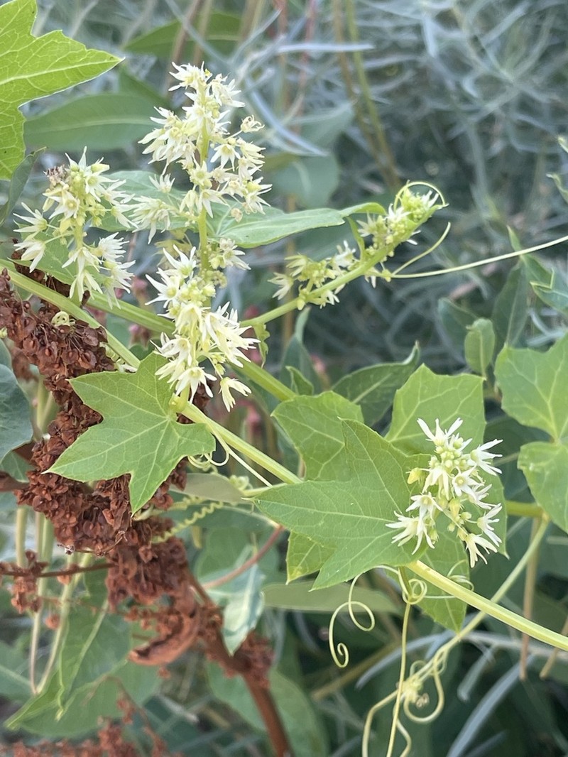 Wild Cucumber photo 8