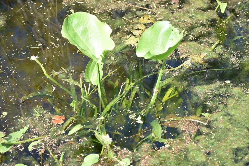 Upright Burhead photo 2