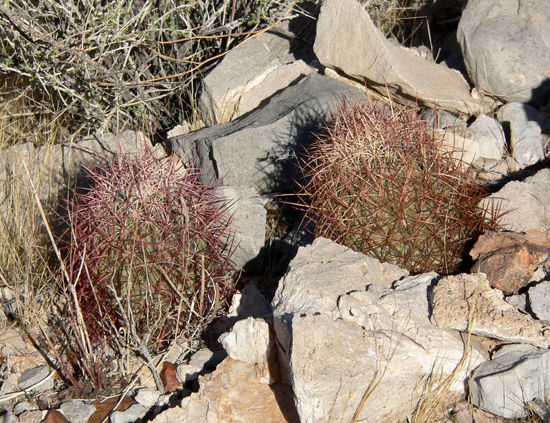 Johnson's Fishhook Cactus