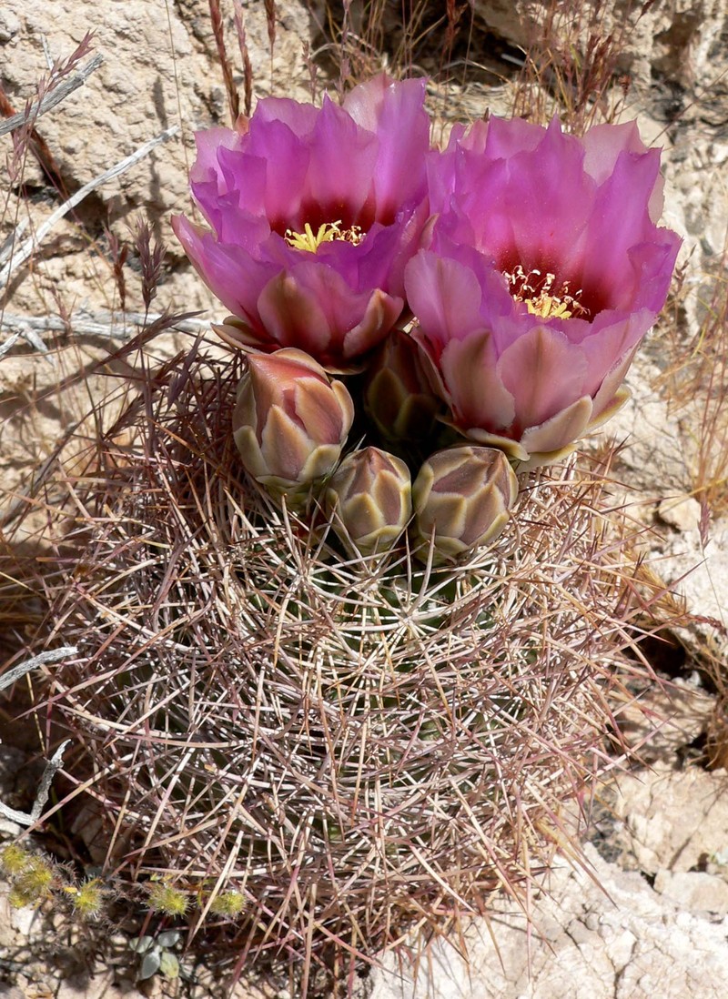 Johnson's Fishhook Cactus photo 2