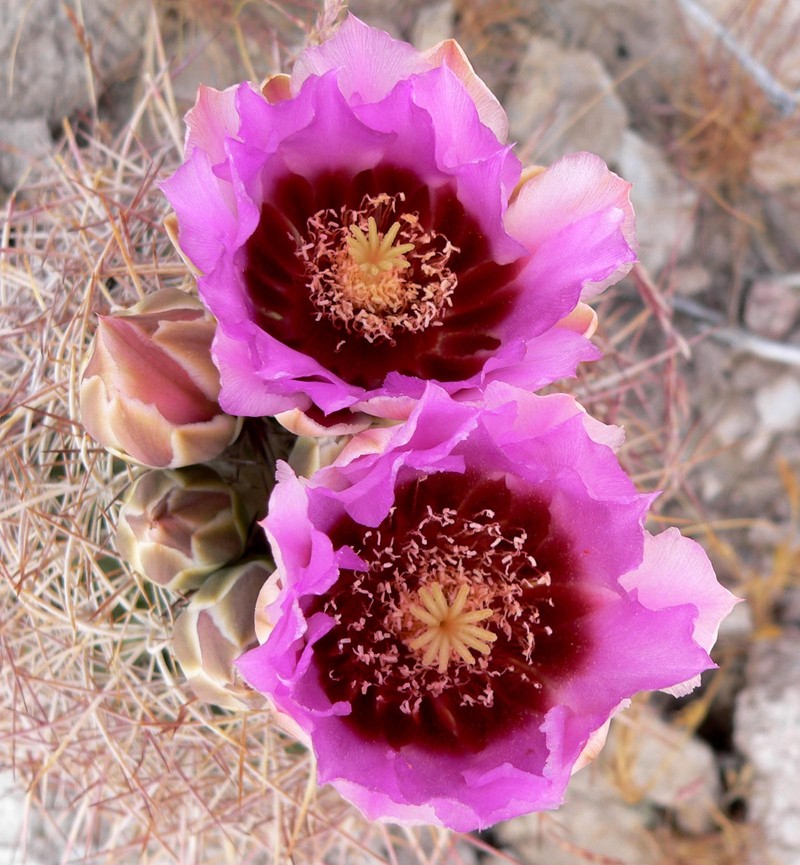 Johnson's Fishhook Cactus photo 3