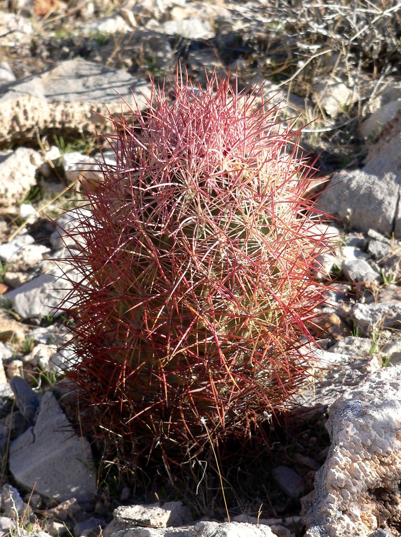 Johnson's Fishhook Cactus photo 4