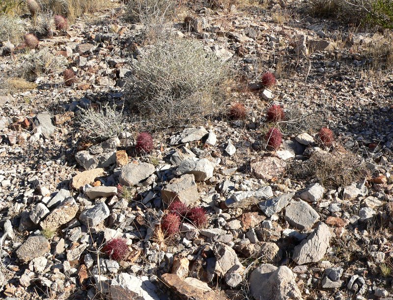 Johnson's Fishhook Cactus photo 5