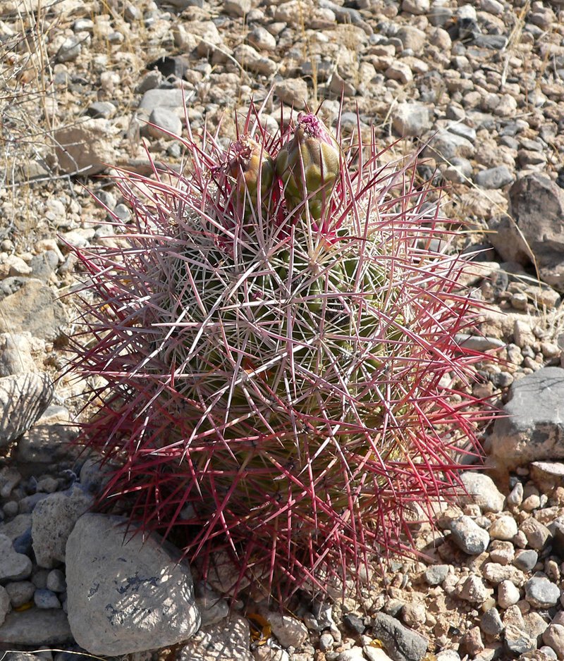 Johnson's Fishhook Cactus photo 6