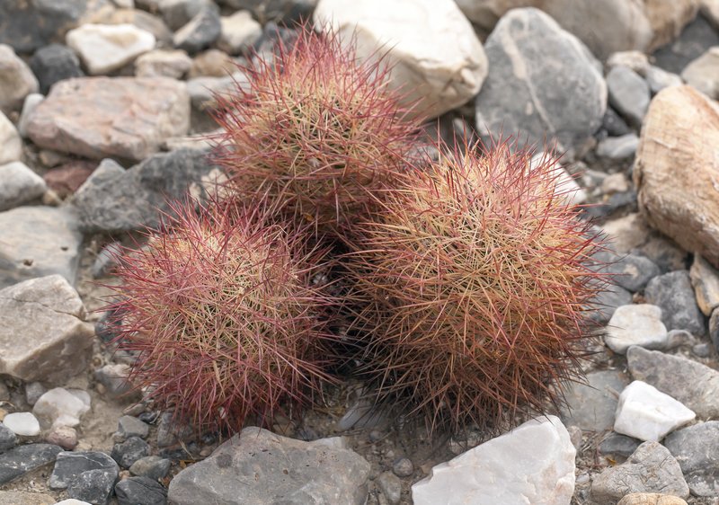 Johnson's Fishhook Cactus photo 7