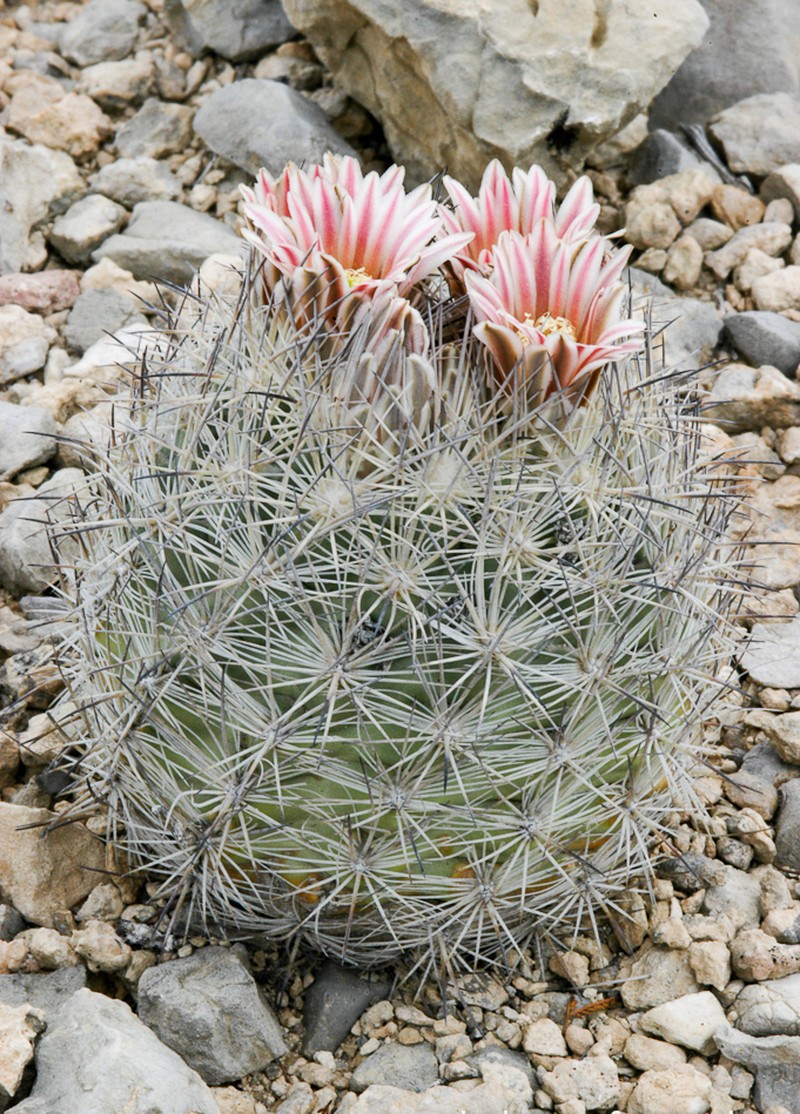 Lloyd's Fishhook Cactus