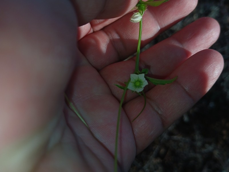 Coulter's Balsam Apple photo 2