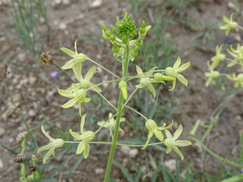 Coulter's Balsam Apple photo 3
