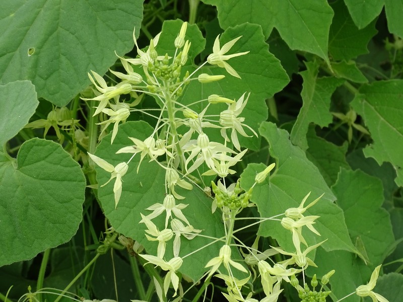 Coulter's Balsam Apple photo 6